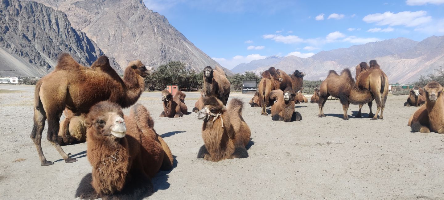 phyang-hunder-trek-ladakh